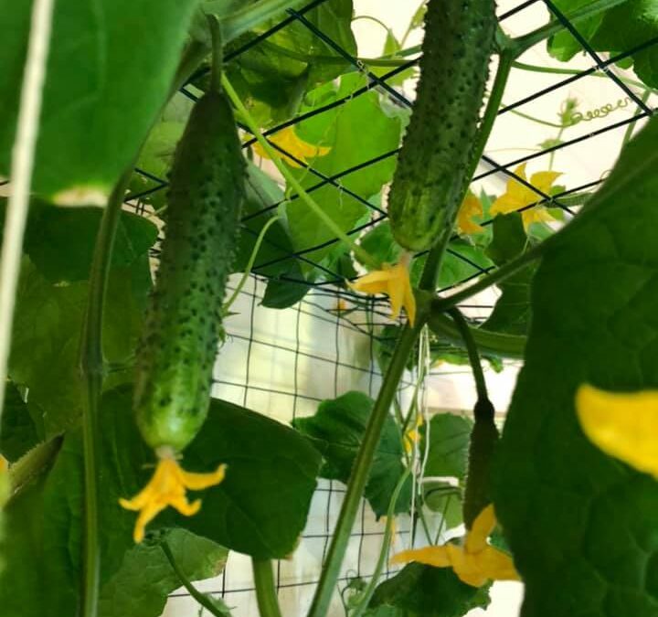 cukes